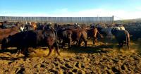 Combine breakdowns, fall feedyard to-dos, and farmers' reaction to tariffs | RealAg Radio Aug 27/26