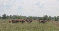 U.S. beef producers push back on Trump's announced beef imports, saying it will stall cow herd expansion