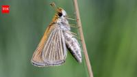In 2022, researchers found just nine Poweshiek skipperlings in the US; three years later, more than 1,300 were released, and hundreds are now being seen at recovery sites