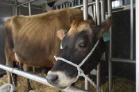 Georgia cattlemen push back on Trump’s plan to import beef in bid to lower prices