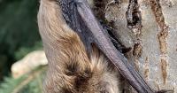Rabid bat encounters in Idaho Falls and Rigby lead to pet euthanizations