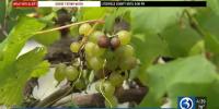 Spotted lanternflies threaten Connecticut vineyards