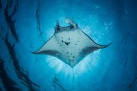 This Otherworldly National Park Is One of the Best Places to Snorkel—and It Has 10-foot Manta Rays, Pink Beaches, and the World’s Largest Lizards