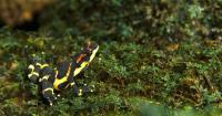 The clown frog: Central America's colorful and critically endangered amphibian