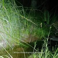 Jaguar Cinco spotted again in southern Arizona Sky Islands