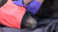 Utah's bear incidents have doubled over the past year, wildlife officials say