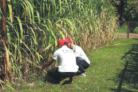 China's 'grass tech' helps reap rich harvest in Fiji