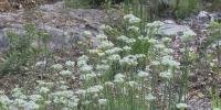 History, pollinated: North House Museum gardens support biodiversity and legacy