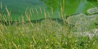 Blue-green algae in Lake Weir, DOH-Marion County warns