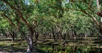 California phases out popular pesticide used heavily on San Joaquin Valley orchards