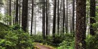 Arizona groups fight rushed rollback of forest protections