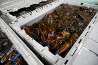 Ottawa reverses fish tariff plan over concerns it could hit Canada’s seafood processing industry
