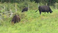 Connecticut farm reacts to Trump's beef import plan