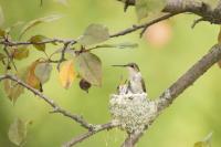 Meet the 0.62-Gram Hummingbird Rescued by a Colorado Wildlife Center