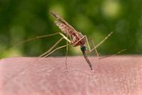 Detroit Evening Report: Wayne County reports first human West Nile virus case of the year