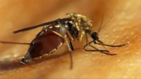 Department of Public Health announces additional West Nile virus outbreaks
