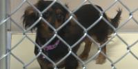 Humane Society sees record number of adoptions after taking in over 30 dachshunds