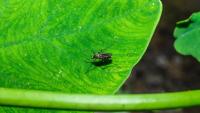 Laser-wielding mosquito killer hits market promising to track and zap backyard pests midair