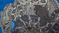 20 venomous rattlesnakes found sheltering under North Texas home