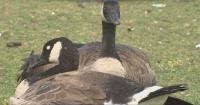 Seattle Animal Shelter looking for man who killed goose at South Lake Union