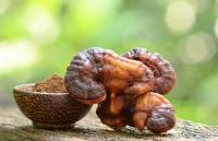 Scientists reviewed 20 edible and medicinal fungi for clues to better prebiotics