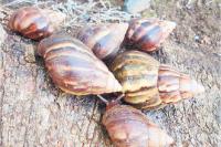 African snails ‘terrorising’ Clare Valley residents