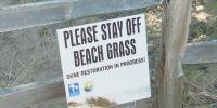 Non-profit helps replant Marquette shorelines