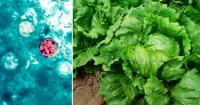 Chicago couple files first Illinois lawsuit over cyclospora outbreak