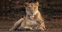 Two Lions Are on the Loose in Indiana and Authorities Have No Idea Where They Went