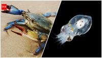 Italy releases 130,000 octopuses to battle invasive blue crabs