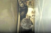 Charity events offer chance to help rescued furry friends