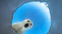 See Wildlife Photographer of the Year 2026 award…       
