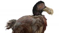 Bird-brained: Research debunks long-held beliefs about dodos