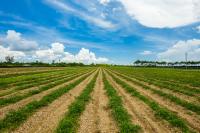 The advantage of fresh and local