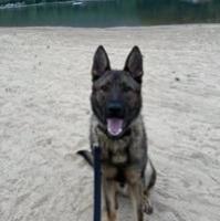Lake Lure police gets first K-9 officer