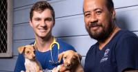 Australian vet: creativity, passion and adventure in Samoa