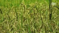 Researchers explore ways to combine local rice quality with higher yields