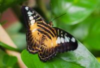 Victoria Butterfly Gardens pledges aid for Colombian butterfly farmer