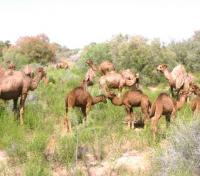 Turkmenistan Looks to Unlock the Untapped Potential of Caspian Pastures