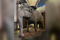 ‘Displayed all her life’: Mali exhibit prompts calls to let her rest