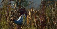 African churches urged to speak louder on climate change