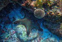 El Niño triggers cascading disruption in the Pacific’s marine food web