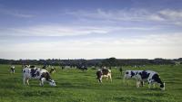 Iowa expands pasture program to nearly 30 counties as runoff strains drinking water costs