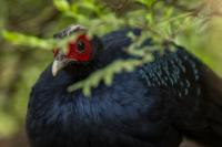 Vietnam Pheasant Returns to the Wild After 25 Years of Absence