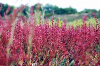 Outdoors in RI: AI Hunting, Pawtucket Arts Festival, Vineyard, Tick Study, Salsa Night, Bugs, Bridge Run…