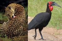 Animal monikers rule Eswatini League
