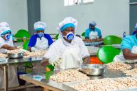 Tanzania now targets return to Africa’s top cashew crown