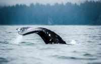 NGO sues to force NOAA Fisheries to issue findings on gray whale ESA petition