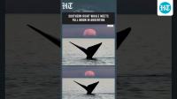 Southern Right Whale Meets Full Moon In Argentina In Stunning Rare Wildlife Spectacle