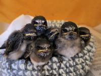 Splooting squirrels, fleeing swallows: How to help Oklahoma wildlife survive heat wave